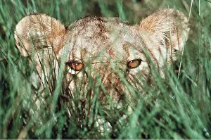 Staring: LION - single lioness / female head in grass watching prey