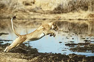 Lionesses: LION - single lioness / female leaping