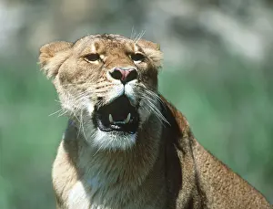 Snarling: LION - single lioness / female, open mouth