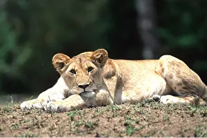 Contentment: LION - single lioness / female reclining