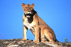 Outs: LION - single lioness / female sitting on rock