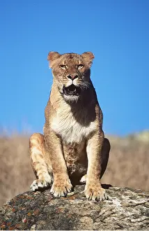 Outs: LION - single lioness / female sitting on rock facing