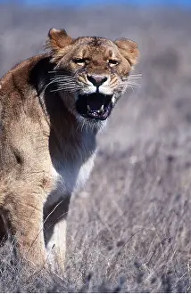 Snarling: LION - single lioness / female snarling facing camera