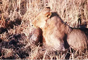 Biting: LION - single lioness / female trying to bite pangolin