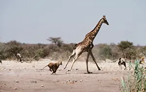 Chasing: Lion - single lioness / female unsuccessfully chasing