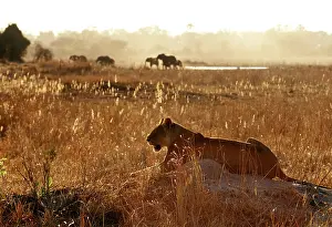 Lionesses: LION - single lioness / female watching game