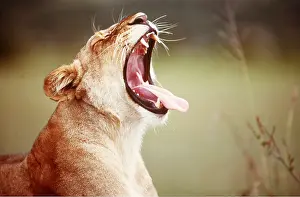 Rwanda: LION - single lioness / female yawning