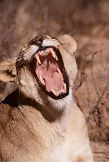 Mouths: LION - single lioness / female yawning