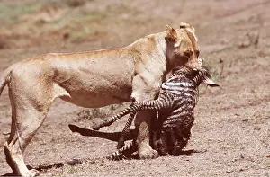 Alyssa Giustozzi: LION - single lioness / female with zebra foal kill