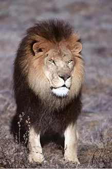 Mane: LION - single male