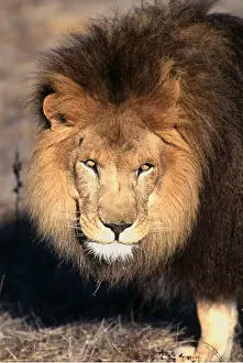 Staring: LION - single male, close-up of head