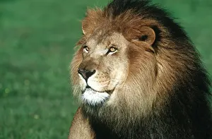 Mane: LION - Single male, close-up of head