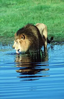 Temperature: LION - Single male, drinking