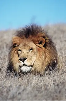 Mane: LION - Single male, head in long grass