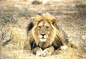 Clem Haagner: LION - single male, lying down