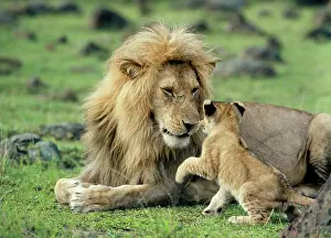 Father: LION - single male playing with cub