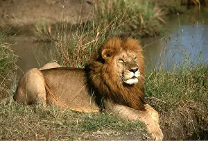 Contentment: LION - single male resting