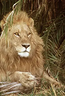 Hayden Oake: LION - single male resting on branch