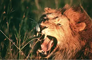 Jaws: LION - single male, roaring