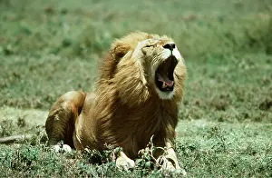 Lions: LION - single male roaring