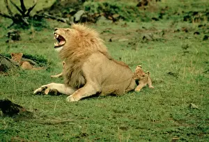 Cheeky: LION - single male roaring with cub biting rump