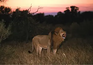 Scenting: LION - single male roars, flehmen