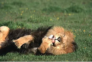 Contentment: LION - single male rolling on ground, licking paw