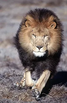 Mane: LION - single male, running