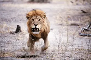 Charging: LION - single male, runs towards camera