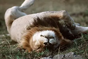 Contentment: LION - single male sleeping on back