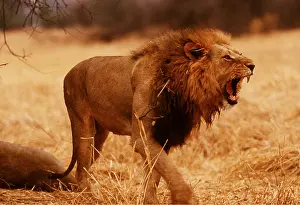 Snarling: LION - single male, snarling