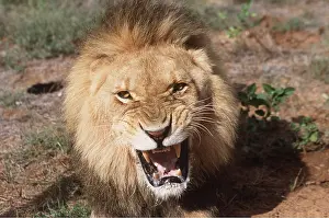 Growling: LION - single male, Snarling