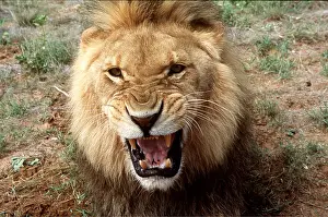 Jaws: LION - single male, snarling