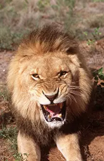 Growling: LION - single male, snarling