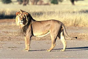 Clem Haagner: LION - single male, standing