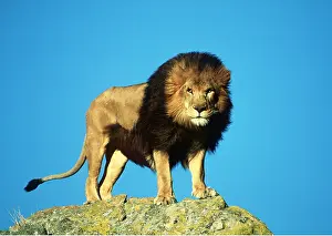 Mane: LION - single male standing on rock