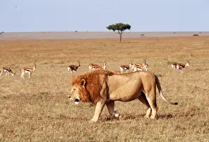 Stalking: LION - single male walking in African plain Maasai