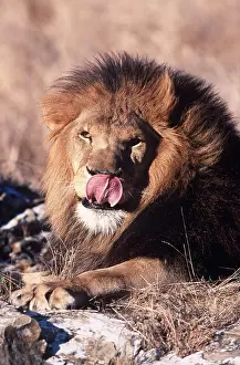 Washing: LION - Single male wth tongue out