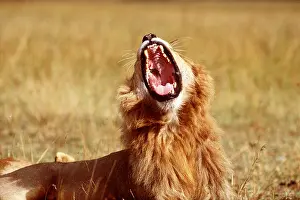 Jaws: LION - single male, yawning