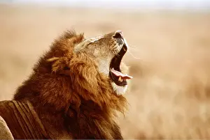Yann Arthus-bertrand: LION - single male, yawning