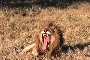 Jaws: LION - single male, yawns