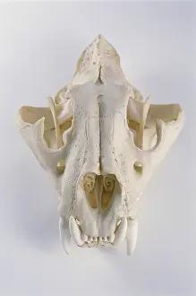 Resin: Lion skull