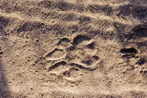 Pugmarks: Lion - Spur in the sand