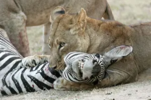 Suffocating: Lion - suffocating Crawshay's Zebra