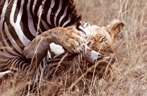 Attacking: LION - suffocating zebra as prey