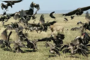 Charging: Lion - surrounded by vultures in flight