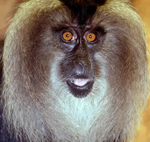 Silenus: Lion Tailed Macacque / Wanderoo male