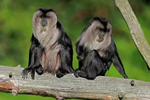 Silenus: Lion-tailed macaque (Macaca silenus), Wanderu, adult