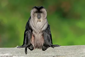Silenus: Lion-tailed macaque (Macaca silenus), Wanderu, adult
