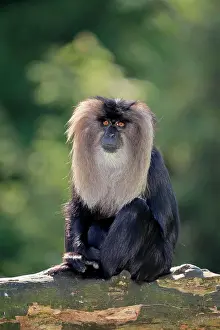 Silenus: Lion-tailed macaque (Macaca silenus), Wanderu, adult